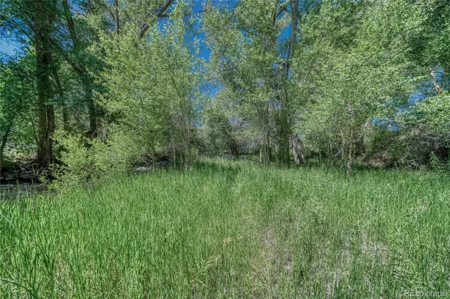a view of a yard with plants and a bench