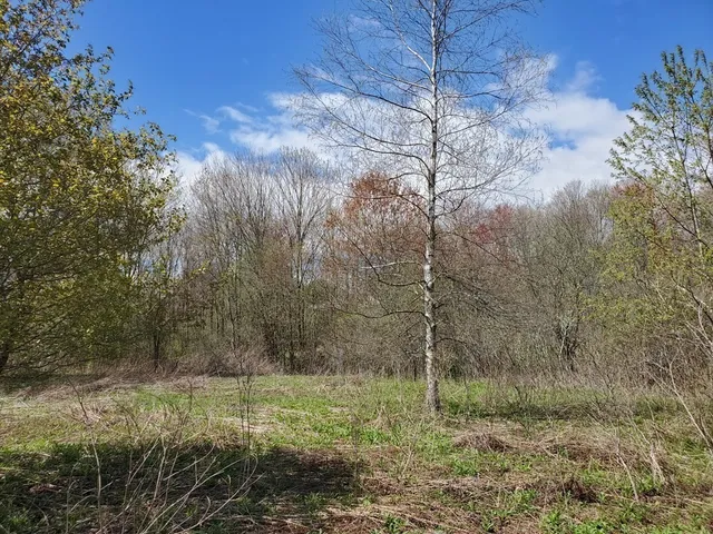 a view of a yard with large trees