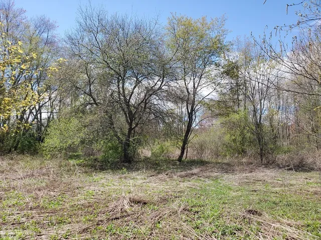 a view of a yard with a tree