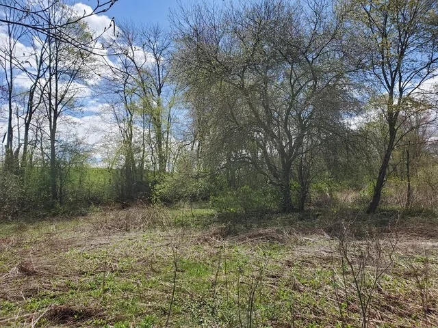 a view of a forest with trees in front of it