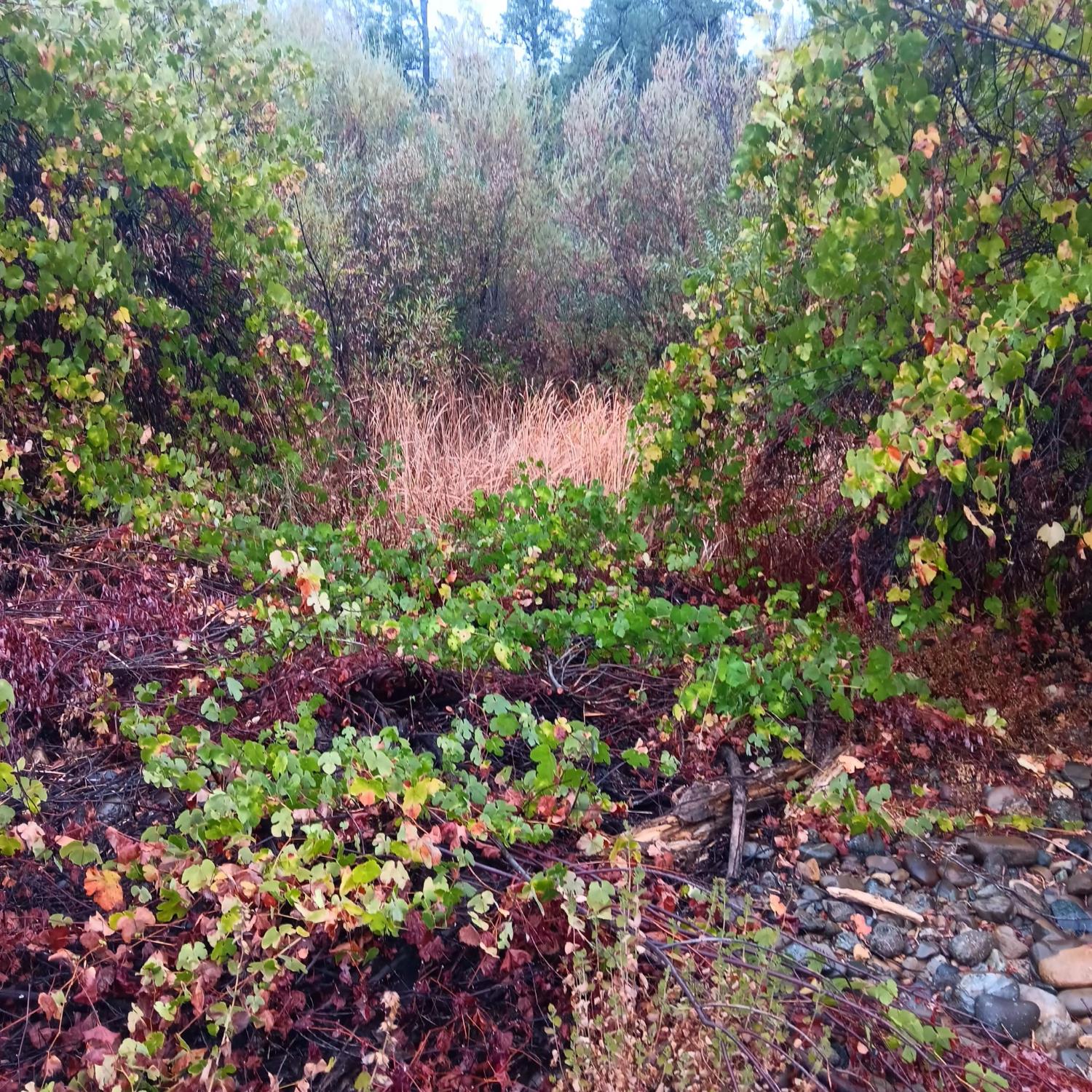 17895 Duck Canyon Road Anderson, CA 96007 - Photo 4 of 7