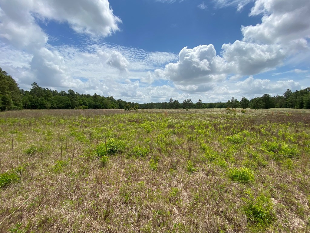 13.962-acr State Park Road Windsor, SC 29856 - Photo 5 of 9