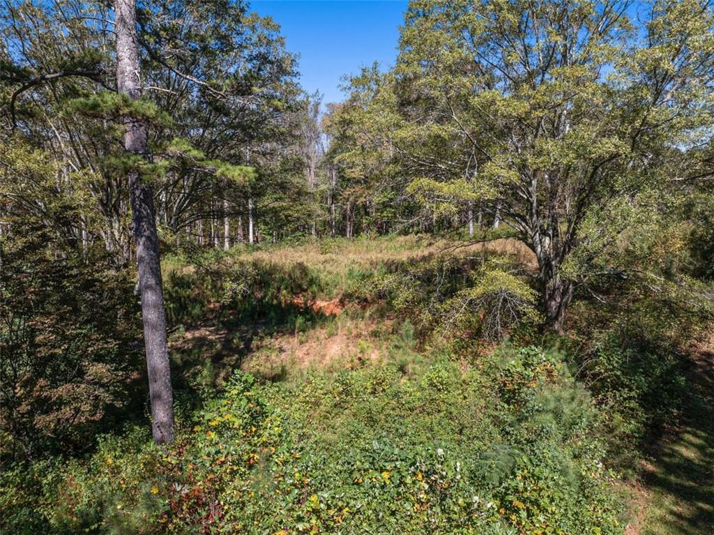 16662 Phillips Road Milton, GA 30004 - Photo 3 of 17 a view of a yard with plants and a bench
