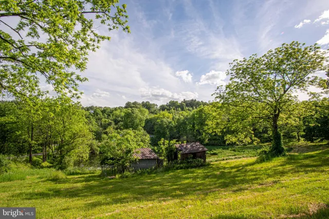 a view of a garden with a tree