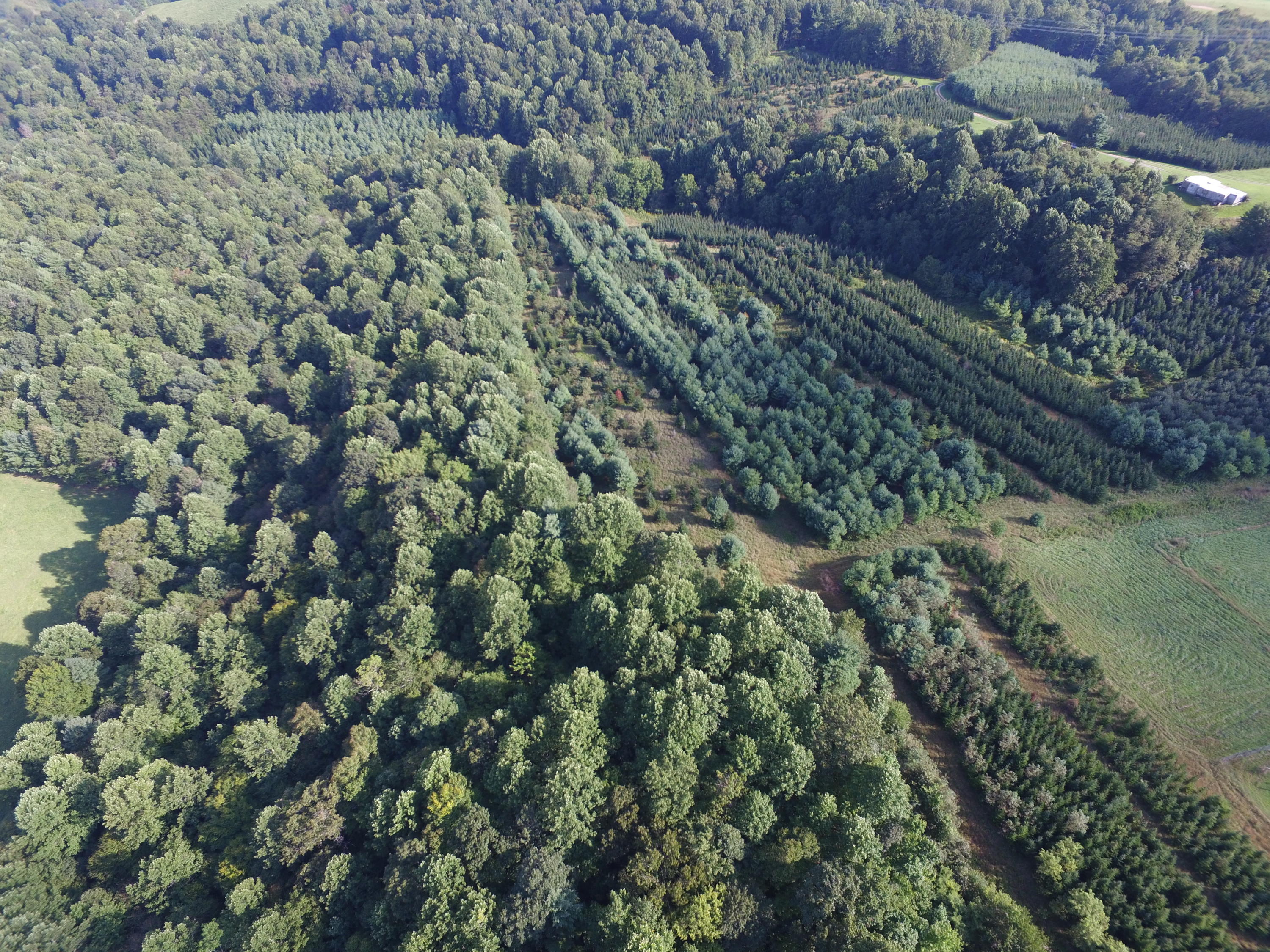 0 Riggins Road Northwest Willis, VA 24380 - Photo 54 of 65 a view of a forest with a forest