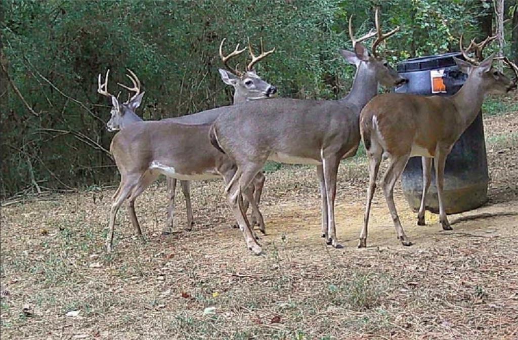 267 Hammond Road Southeast Calhoun, GA 30701 - Photo 57 of 57