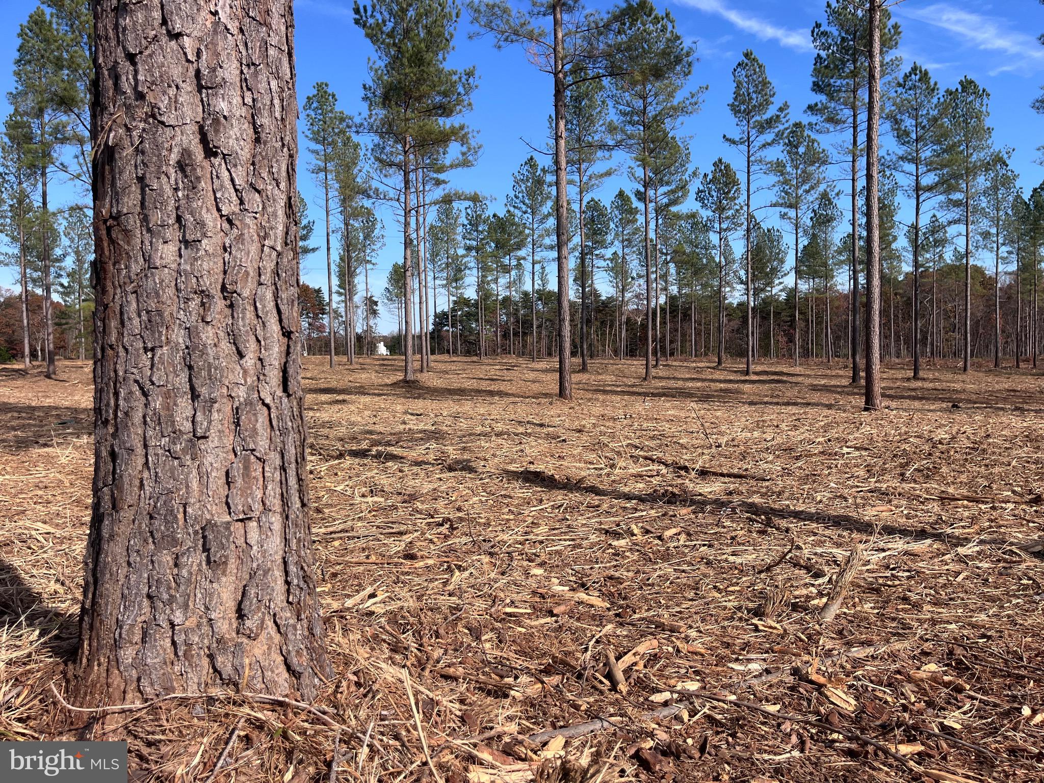 2 Lawyers Road Spotsylvania, VA 22551 - Photo 3 of 14 a view of dirt yard with large trees