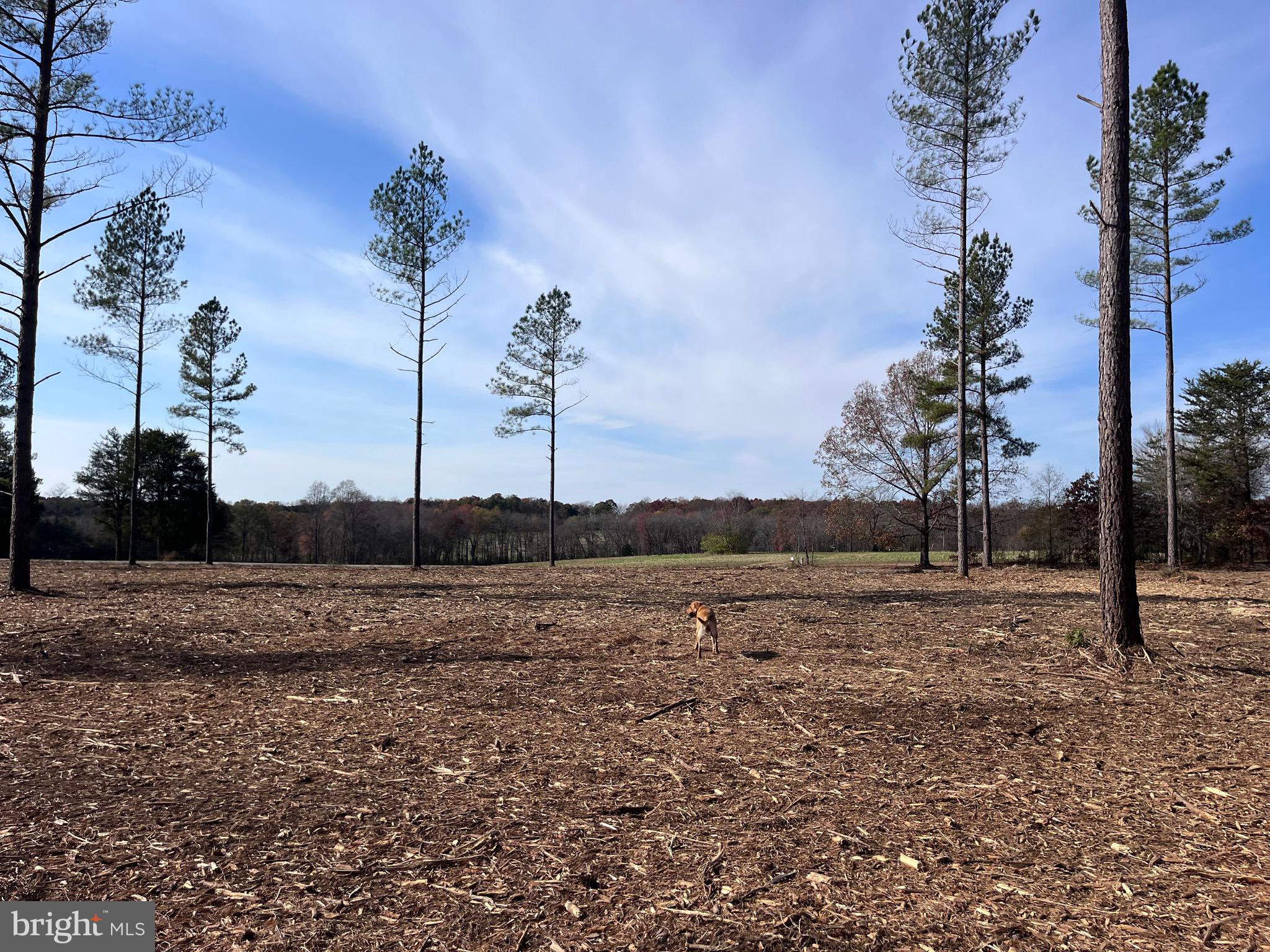 2 Lawyers Road Spotsylvania, VA 22551 - Photo 4 of 14 a view of a large body of water with a large tree