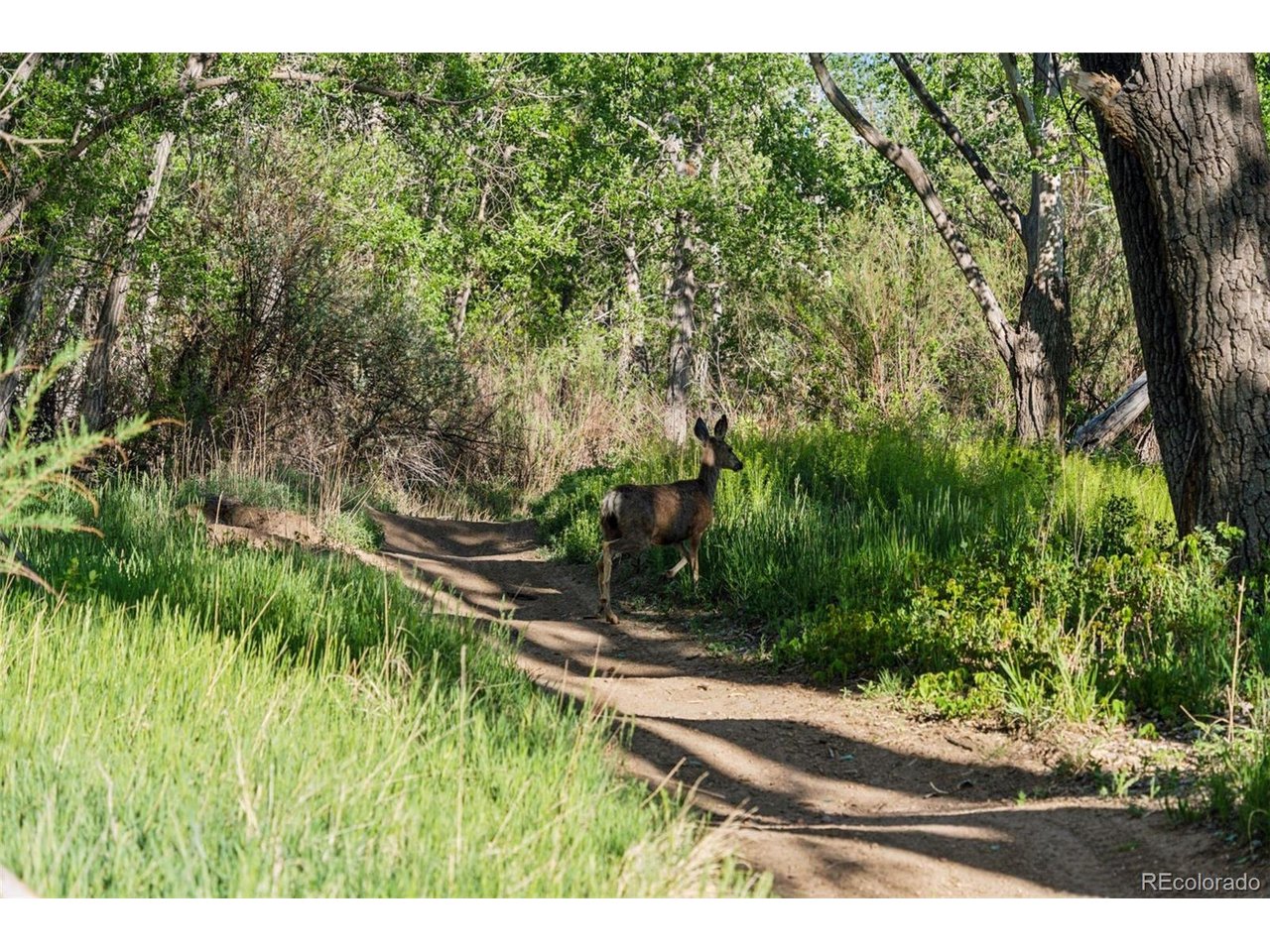 16880 Old Pueblo Road Fountain, CO 80817 - Photo 44 of 49 Encounters like this are part of daily life-peaceful trails winding through the cottonwoods with frequent wildlife sightings