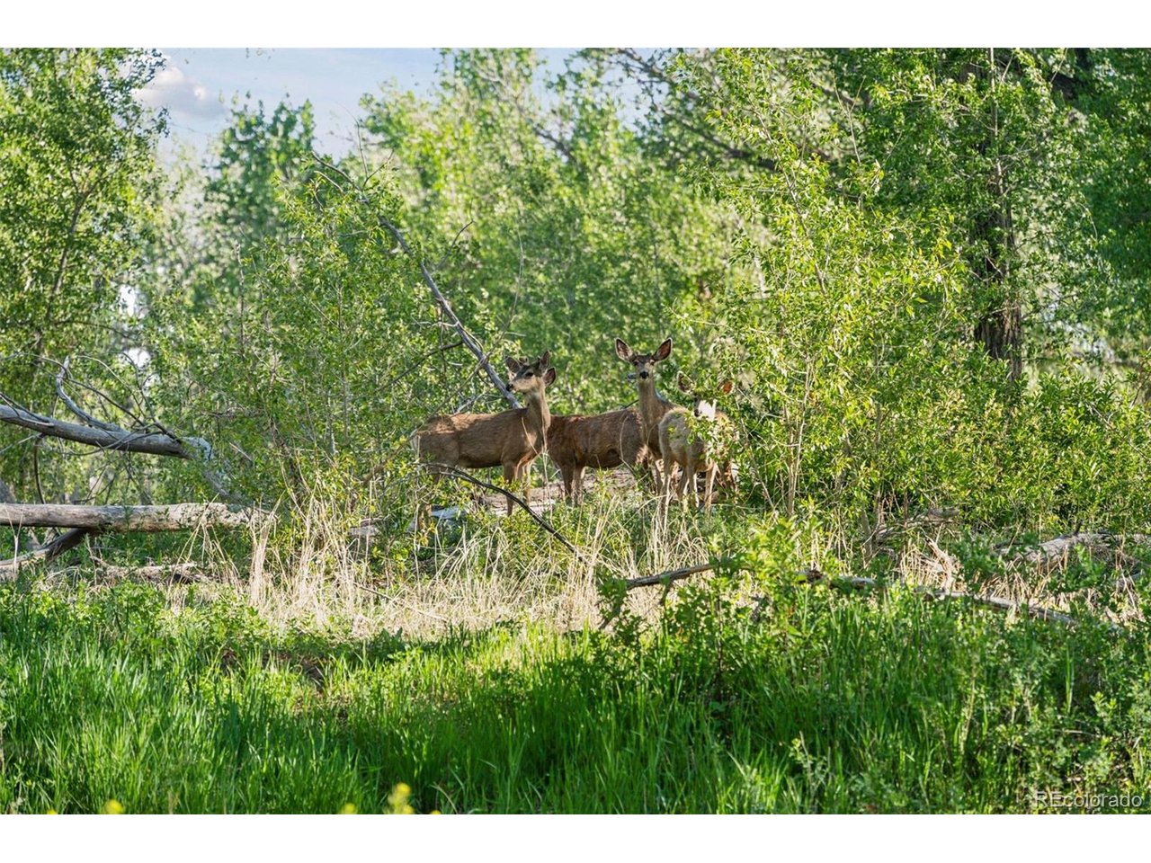 16880 Old Pueblo Road Fountain, CO 80817 - Photo 45 of 49 Wildlife presence along the cottonwood-lined trail highlights the natural setting and privacy of the property