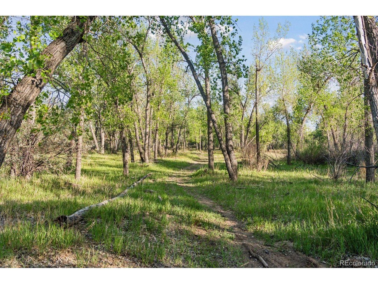 16880 Old Pueblo Road Fountain, CO 80817 - Photo 47 of 49 A small natural opening tucked within the trees-an ideal pause point along the trail where the forest opens briefly before continuing on.