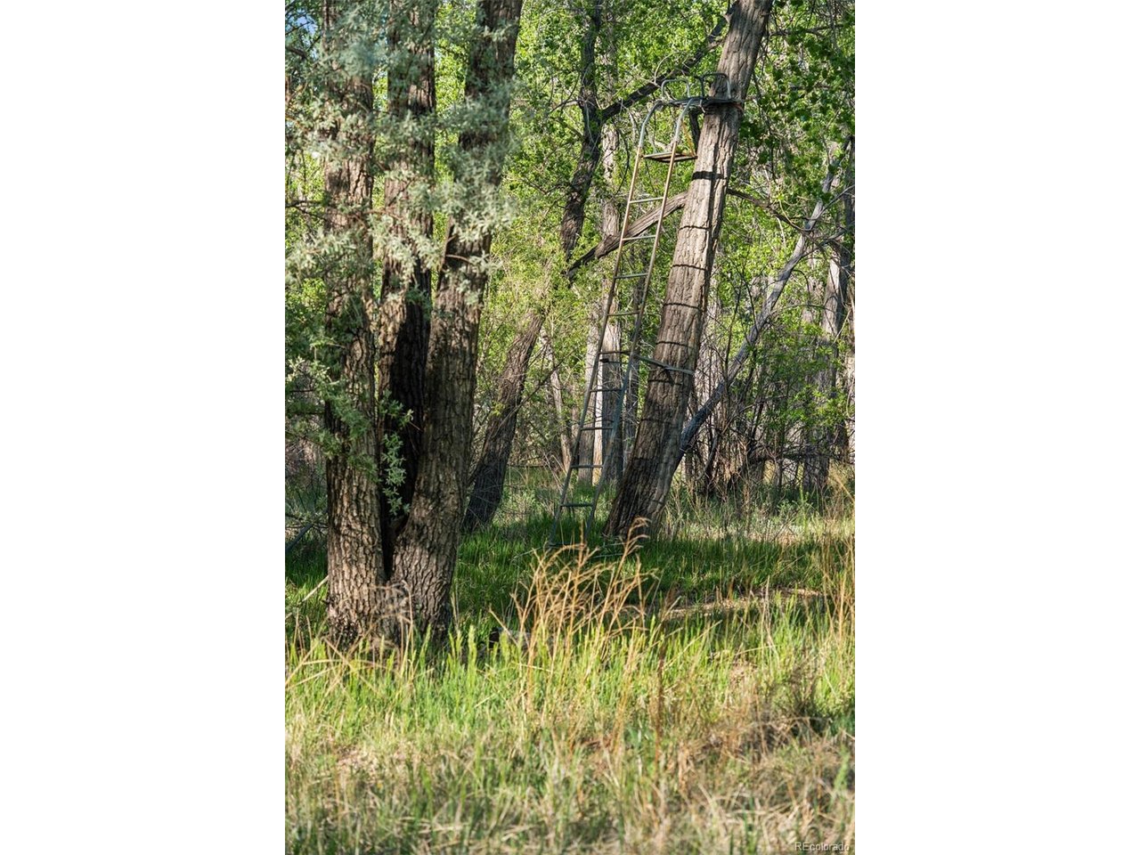 16880 Old Pueblo Road Fountain, CO 80817 - Photo 48 of 49 Existing treestand located within the cottonwood forest, reflecting the property's long-standing use for outdoor recreation and wildlife observation.