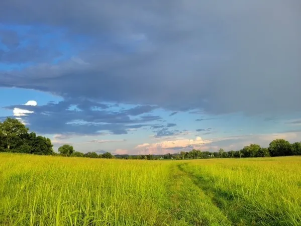 a view of an ocean from a yard