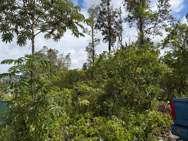 a plant that is in a garden