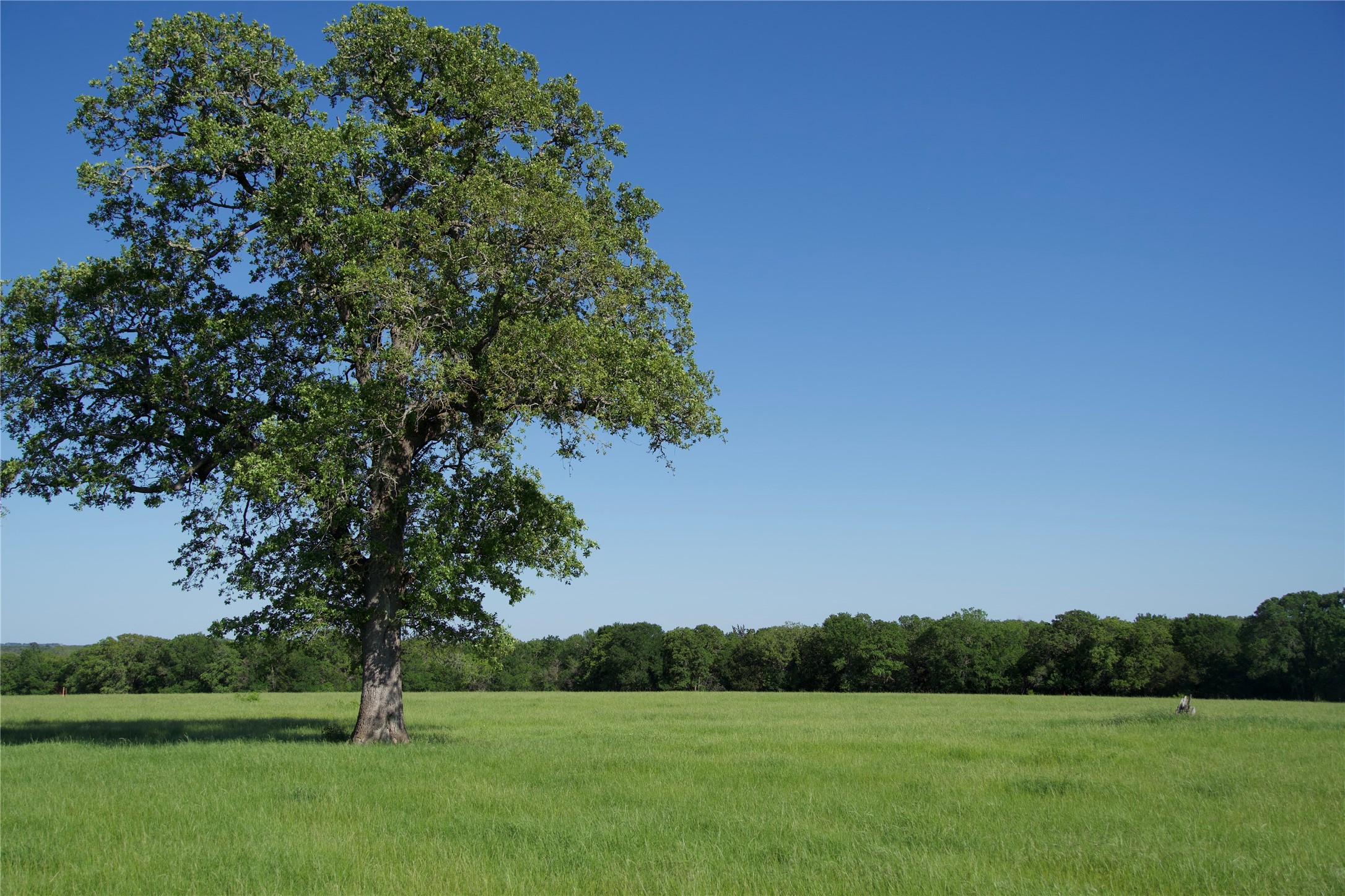 Tbd Tbd Street Paige, TX 78659 - Photo 6 of 14 View of tree filled area with a view of countryside