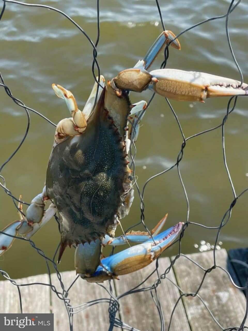 1315 Wildwood Beach Road Essex, MD 21221 - Photo 39 of 56 Crabbing from a 100' Private L Shaped Pier