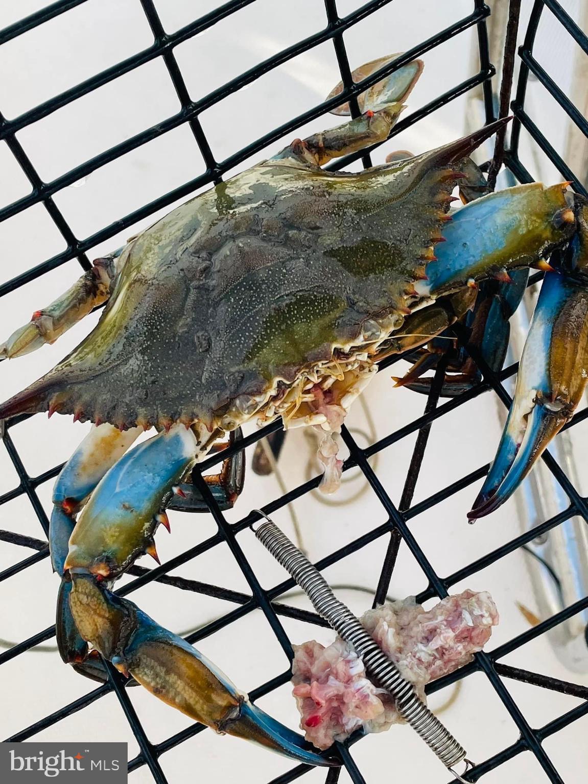 1315 Wildwood Beach Road Essex, MD 21221 - Photo 40 of 56 Crabbing