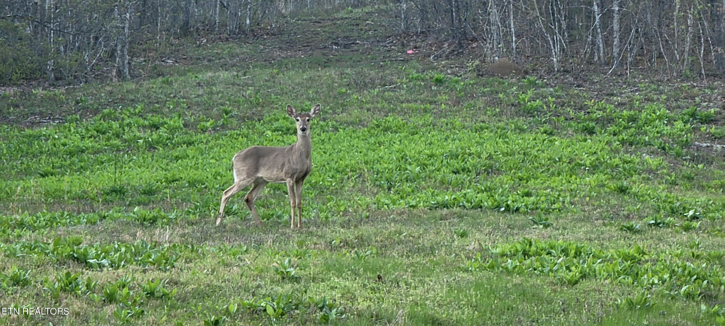 308 Caney View Drive Harriman, TN 37748 - Photo 18 of 59 20240412_191935