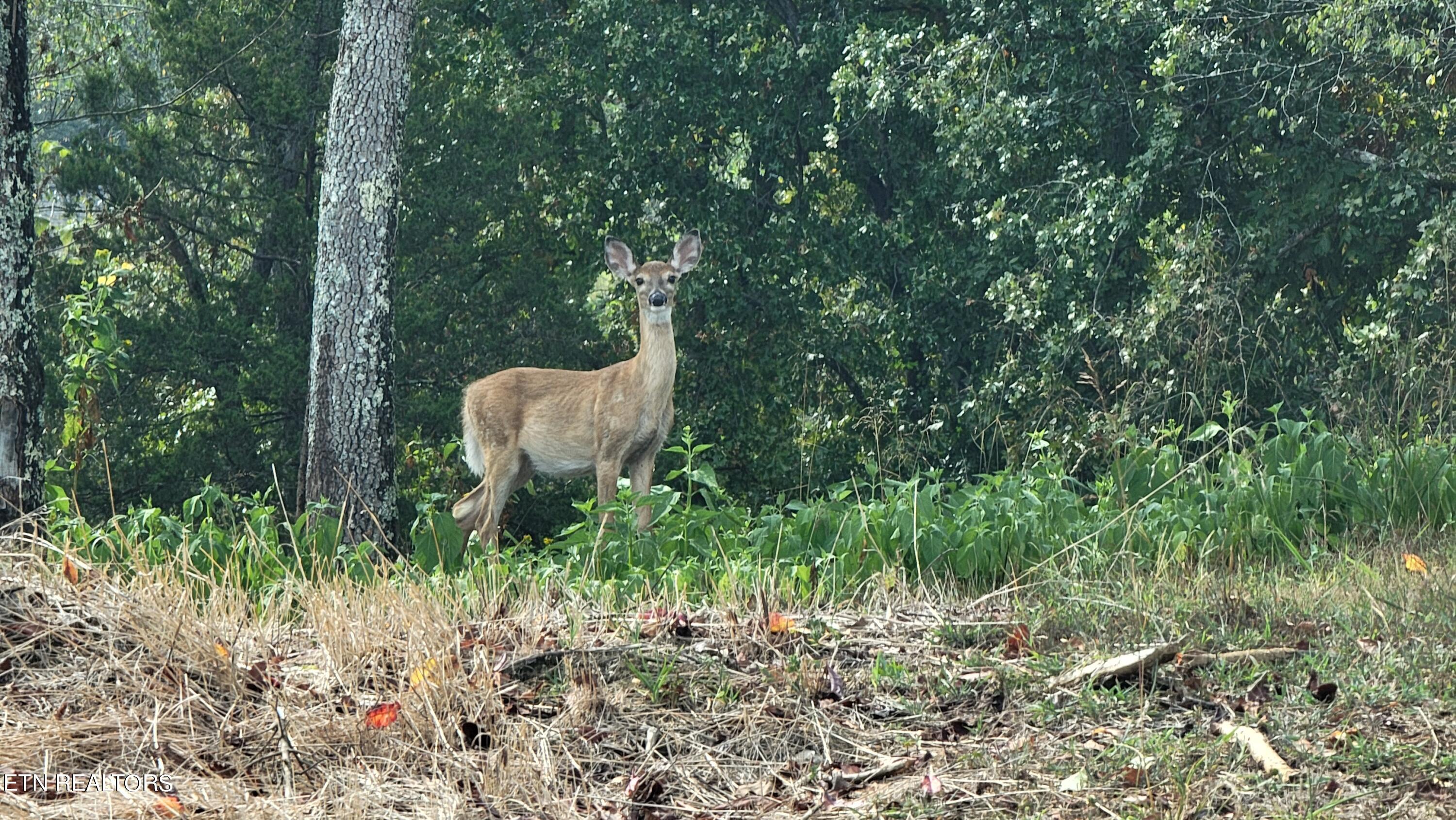 308 Caney View Drive Harriman, TN 37748 - Photo 33 of 59 Deer in HOA