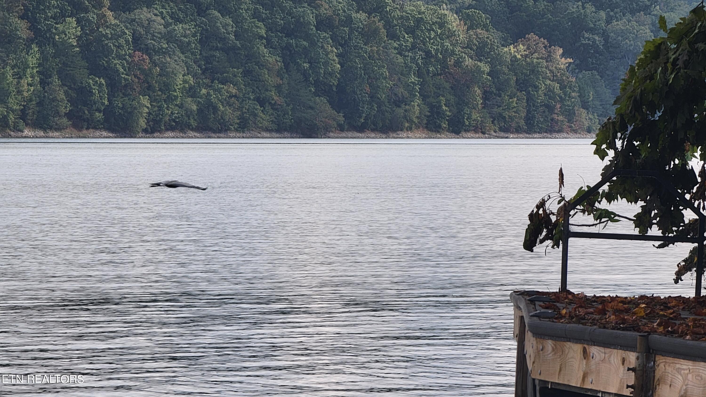308 Caney View Drive Harriman, TN 37748 - Photo 41 of 59 Private Water Access Areas