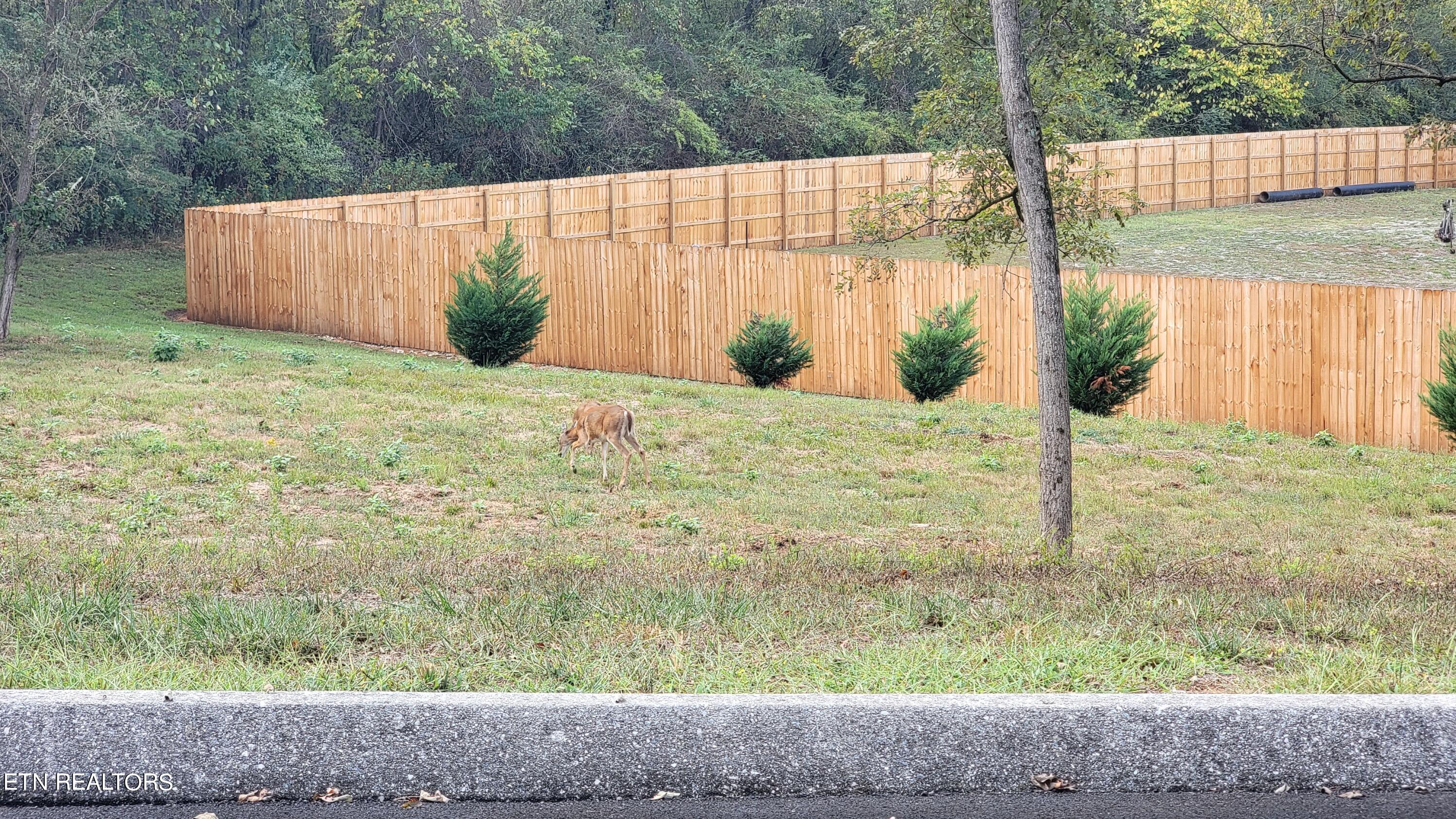 308 Caney View Drive Harriman, TN 37748 - Photo 46 of 59 Deer Grazing Near RV and Boat Parking