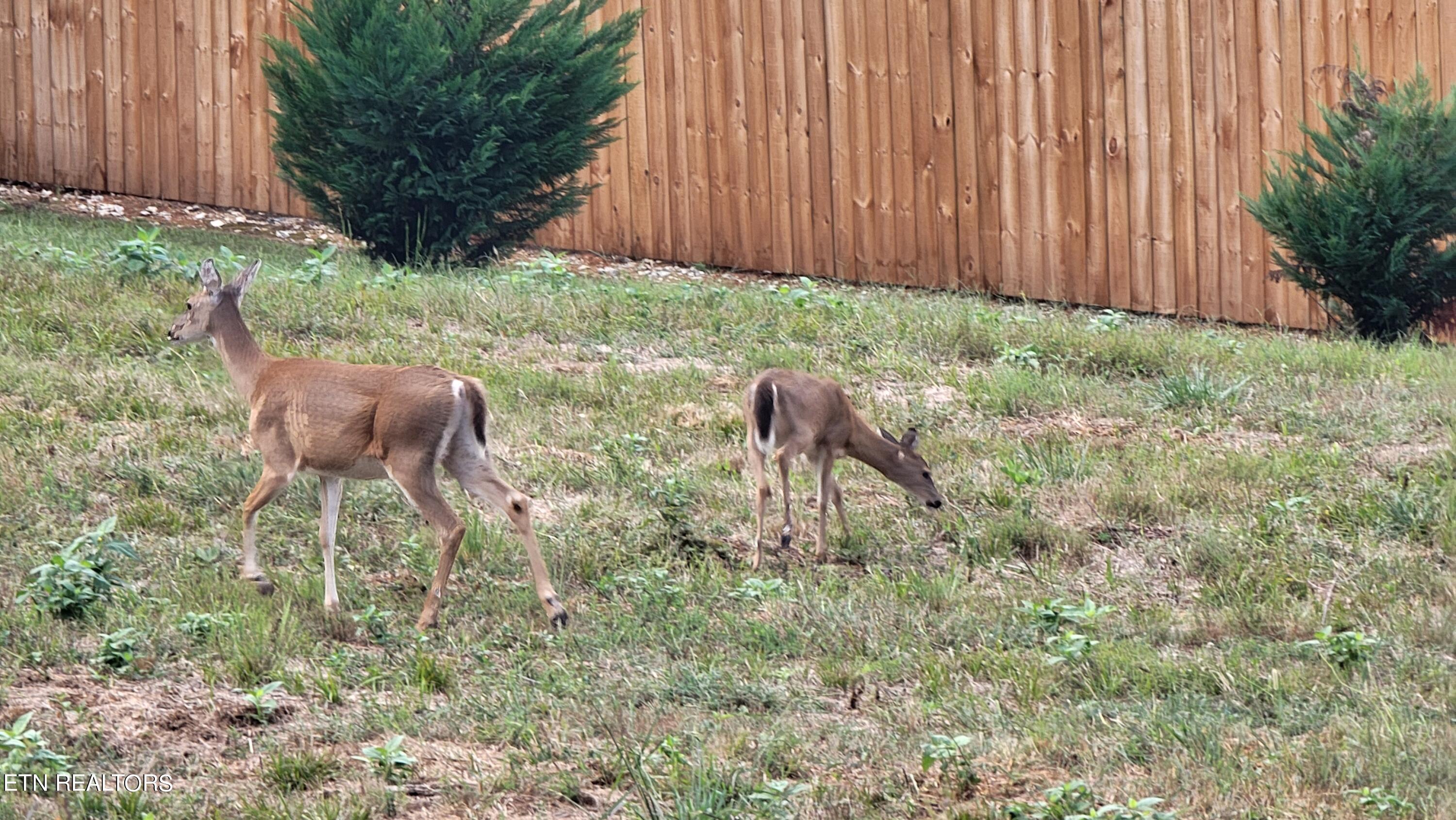 308 Caney View Drive Harriman, TN 37748 - Photo 47 of 59 Deer Grazing Near RV and Boat Parking