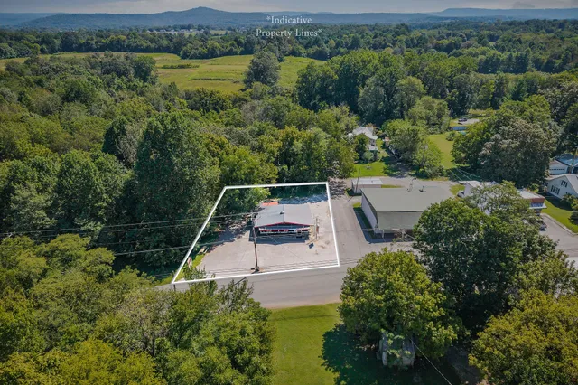 a view of a backyard with plants and palm trees