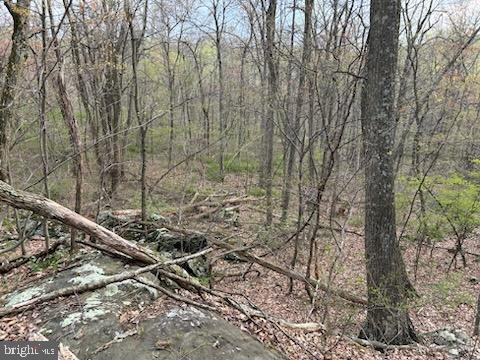 Ritchie Road Cascade, MD 21719 - Photo 11 of 17 a view of a forest with a street