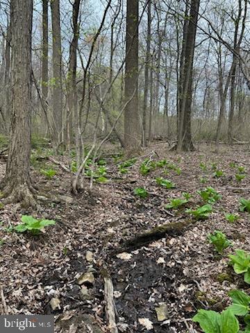 Ritchie Road Cascade, MD 21719 - Photo 12 of 17 a backyard of a house with lots of green space