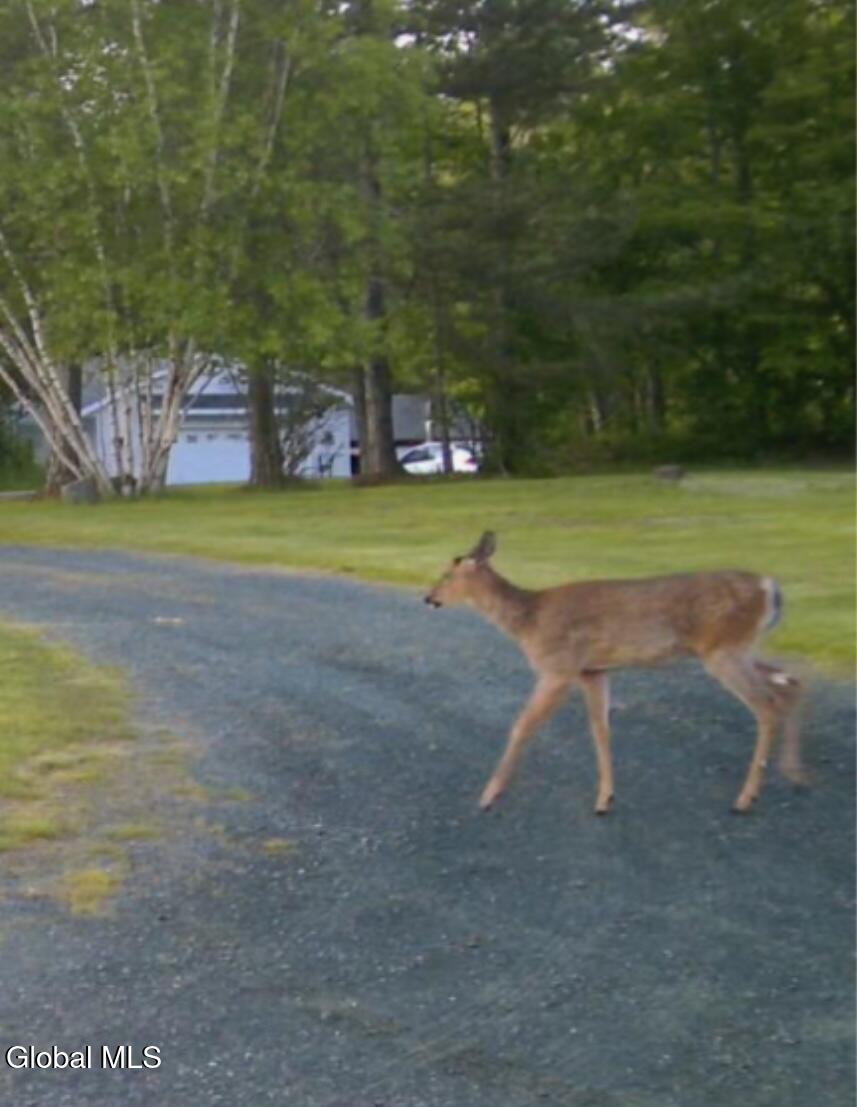 382 Old Road Grafton, NY 12052 - Photo 94 of 94 Deer on camera