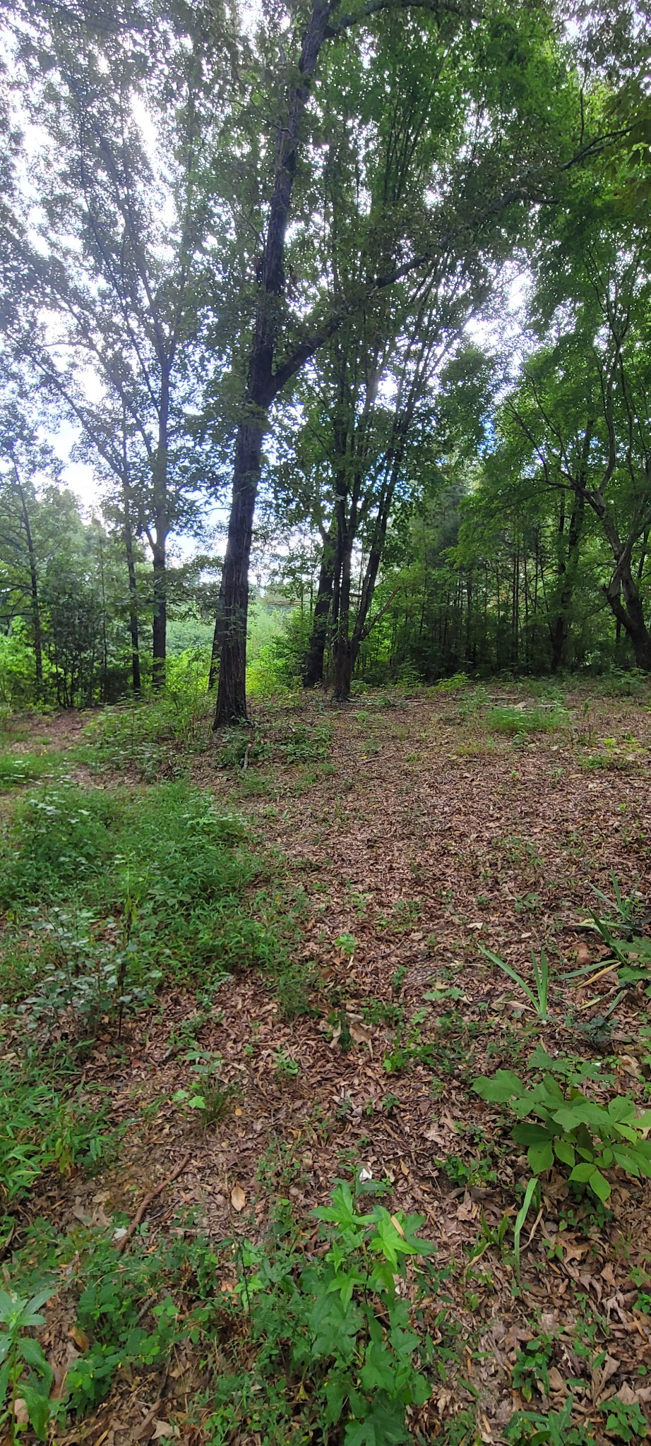 65 South Old Military Road St. Joseph, TN 38481 - Photo 5 of 17 Gallery Image 5