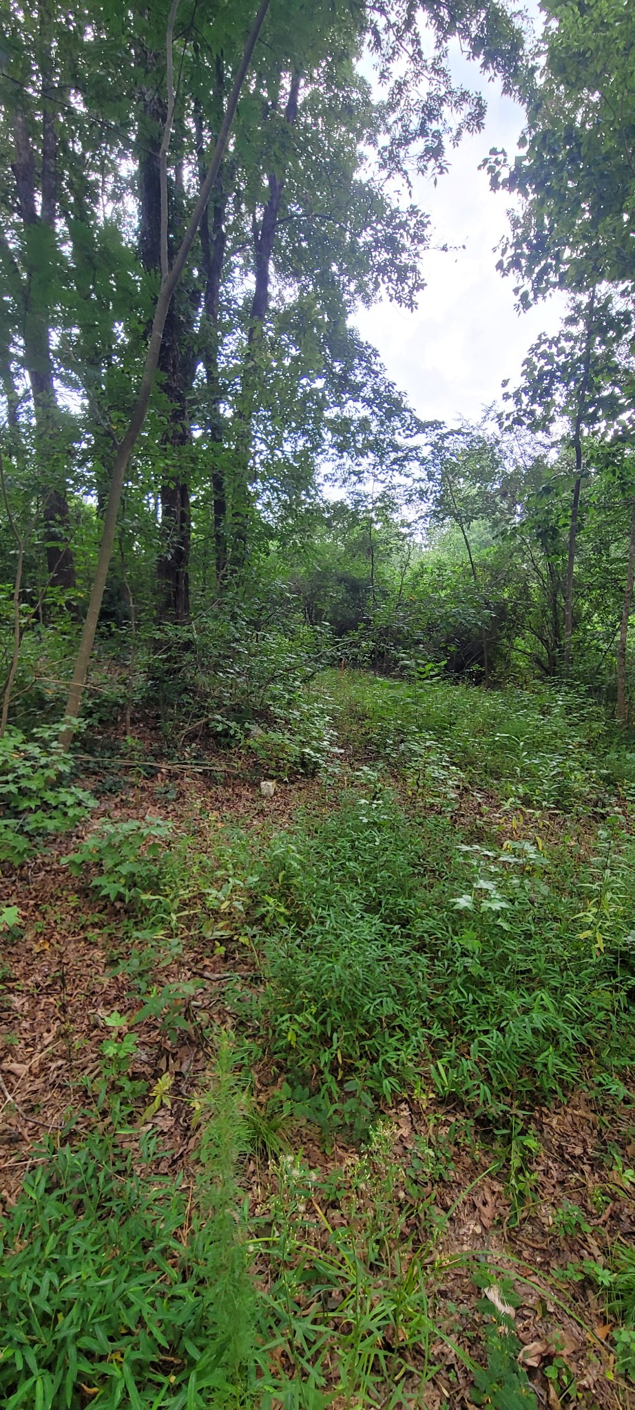 65 South Old Military Road St. Joseph, TN 38481 - Photo 9 of 17 Gallery Image 9
