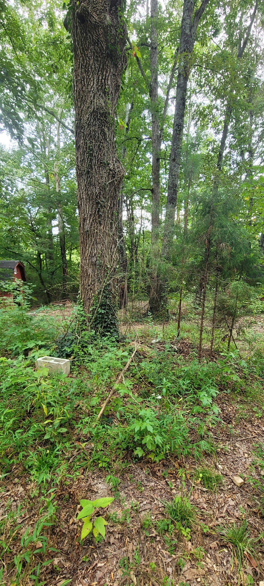 65 South Old Military Road St. Joseph, TN 38481 - Photo 10 of 17 Gallery Image 10