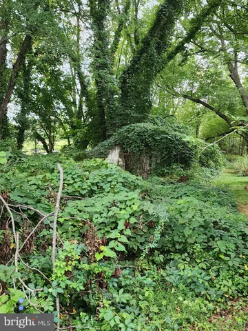 a view of a lush green forest