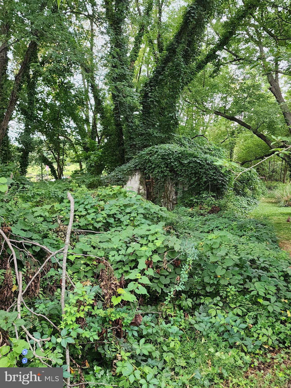 Parks Road Chester, MD 21619 - Photo 3 of 15 a view of a lush green forest