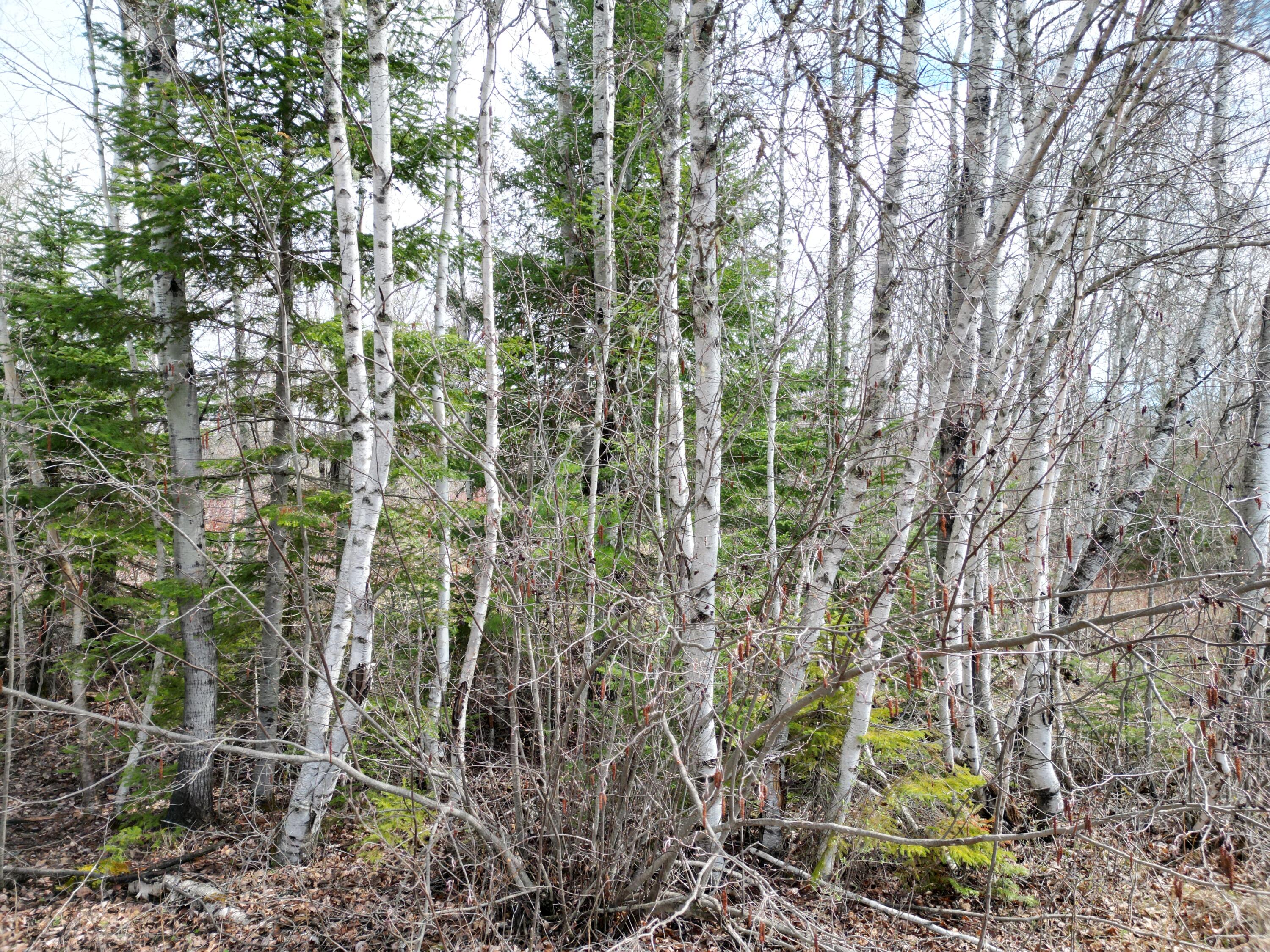 Lot 46 Merriman Rd Island Falls Island Falls, ME 04747 - Photo 8 of 16 DJI_0309