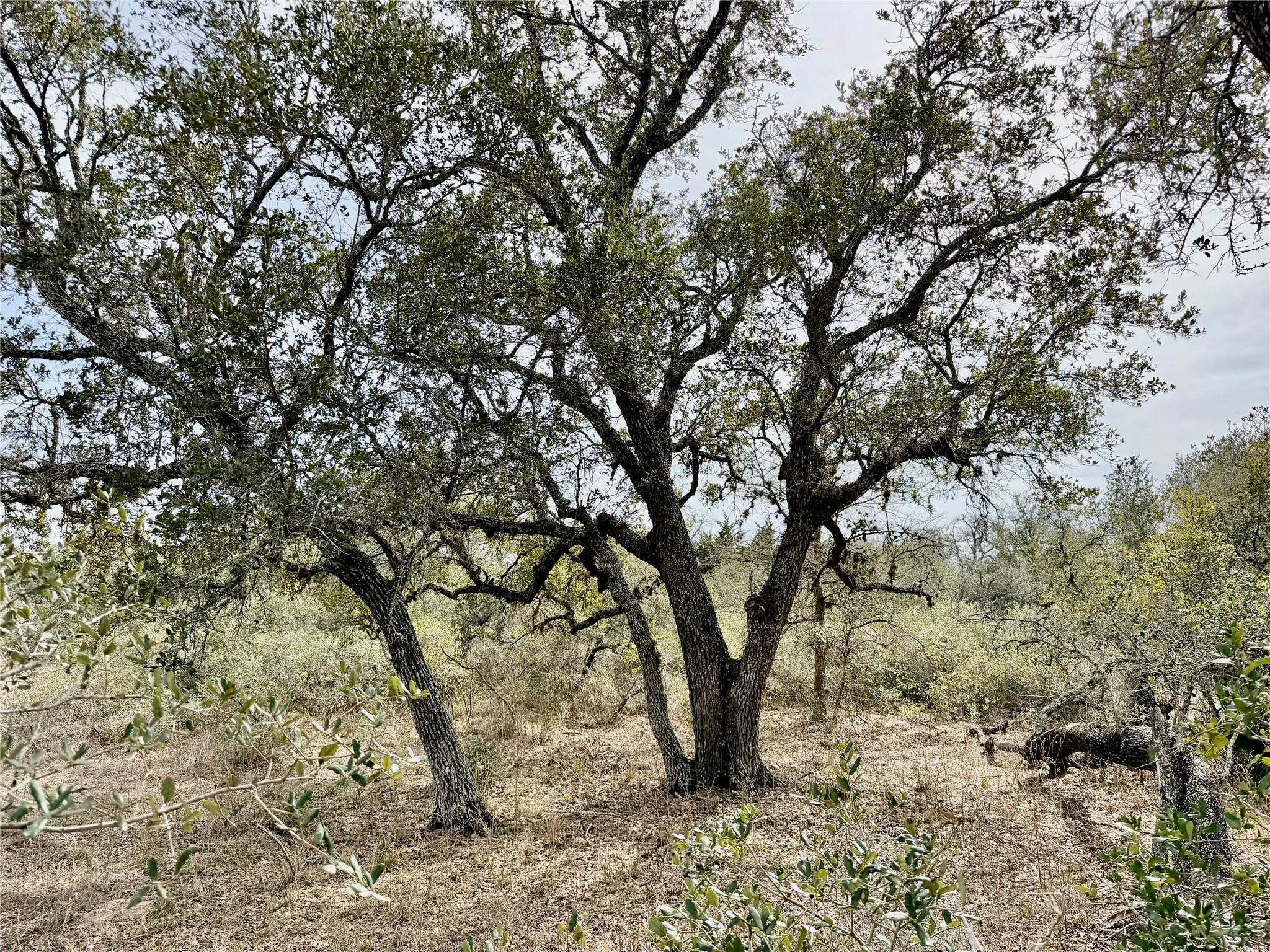 a view of tree