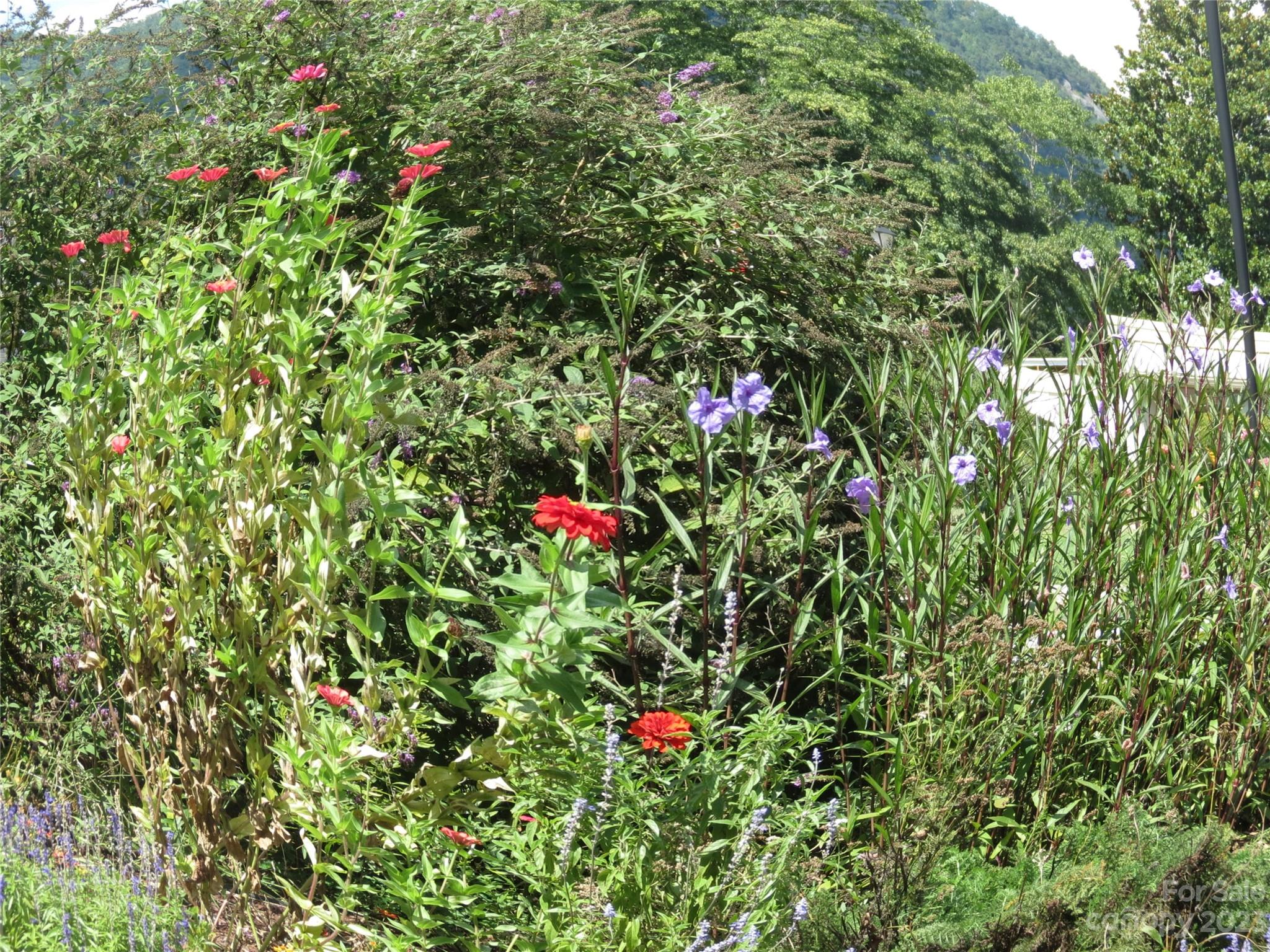 Tbd Roundabout Road Lake Lure, NC 28746 - Photo 8 of 29 Gallery Image 8