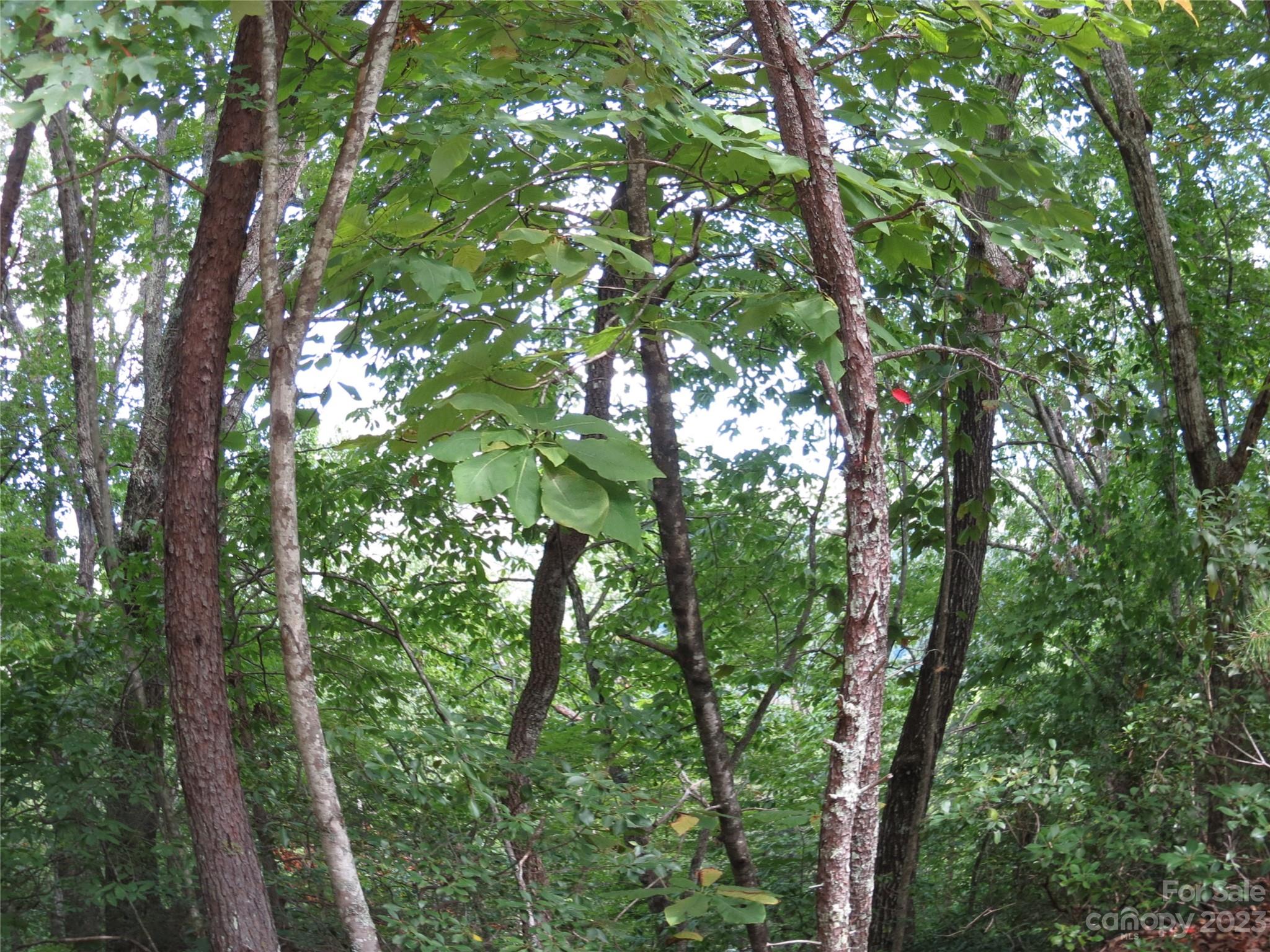 Tbd Roundabout Road Lake Lure, NC 28746 - Photo 10 of 29 Gallery Image 10