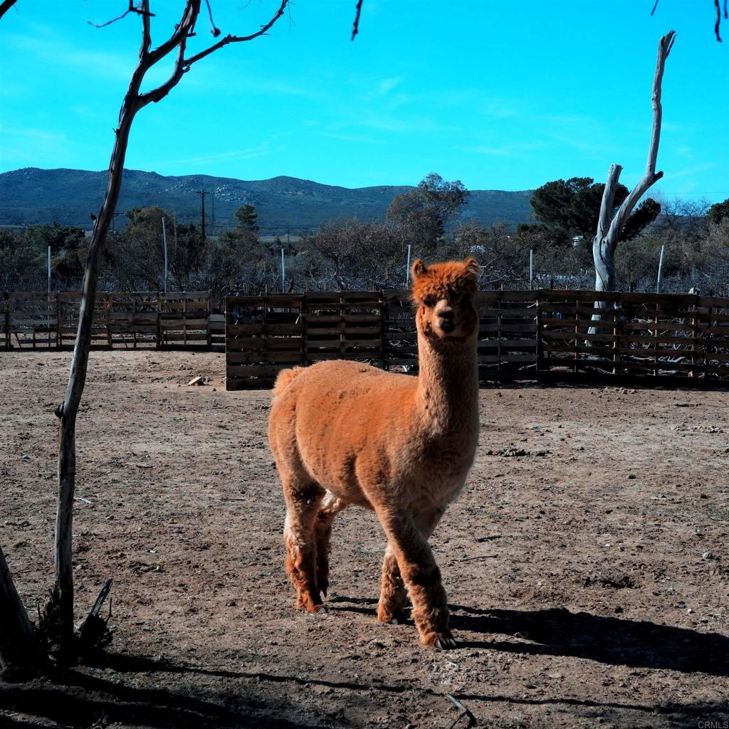 41945 Apple Road Anza, CA 92539 - Photo 17 of 17