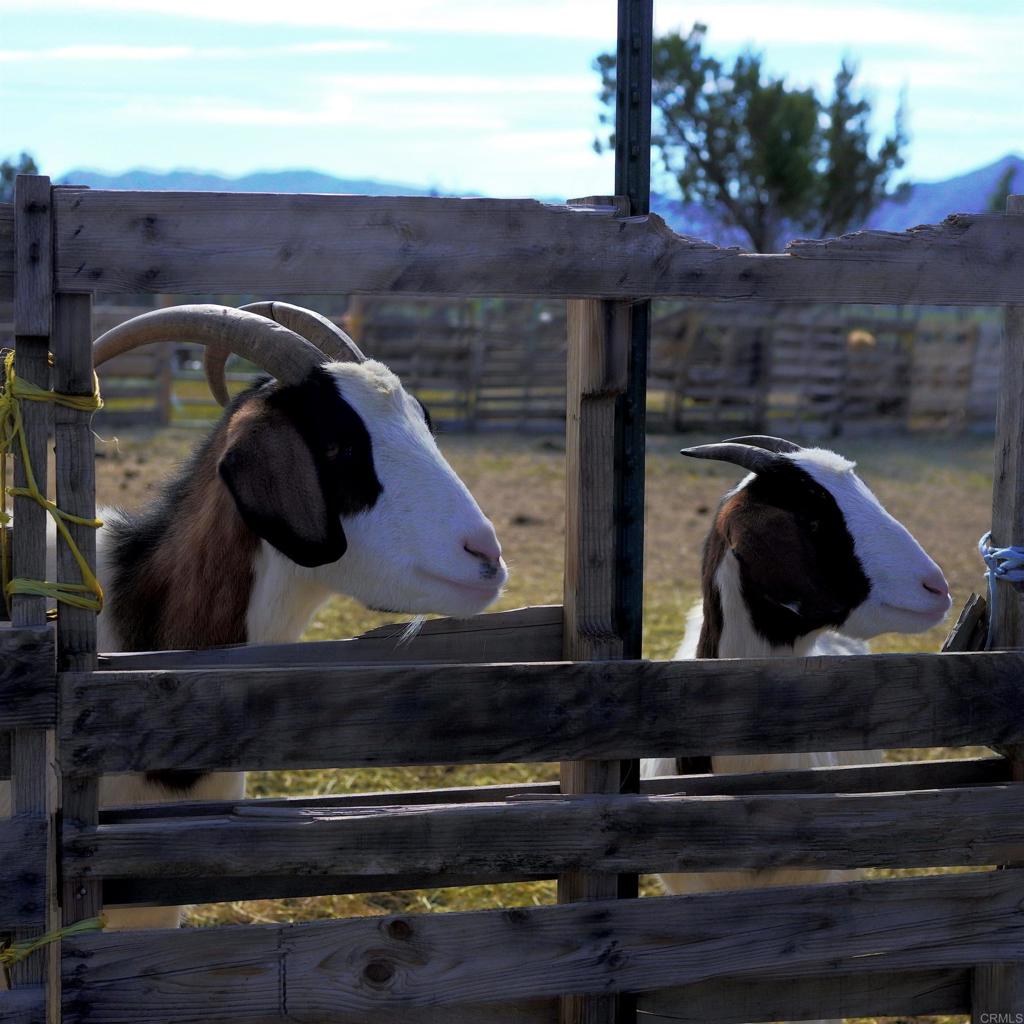 41945 Apple Road Anza, CA 92539 - Photo 3 of 17