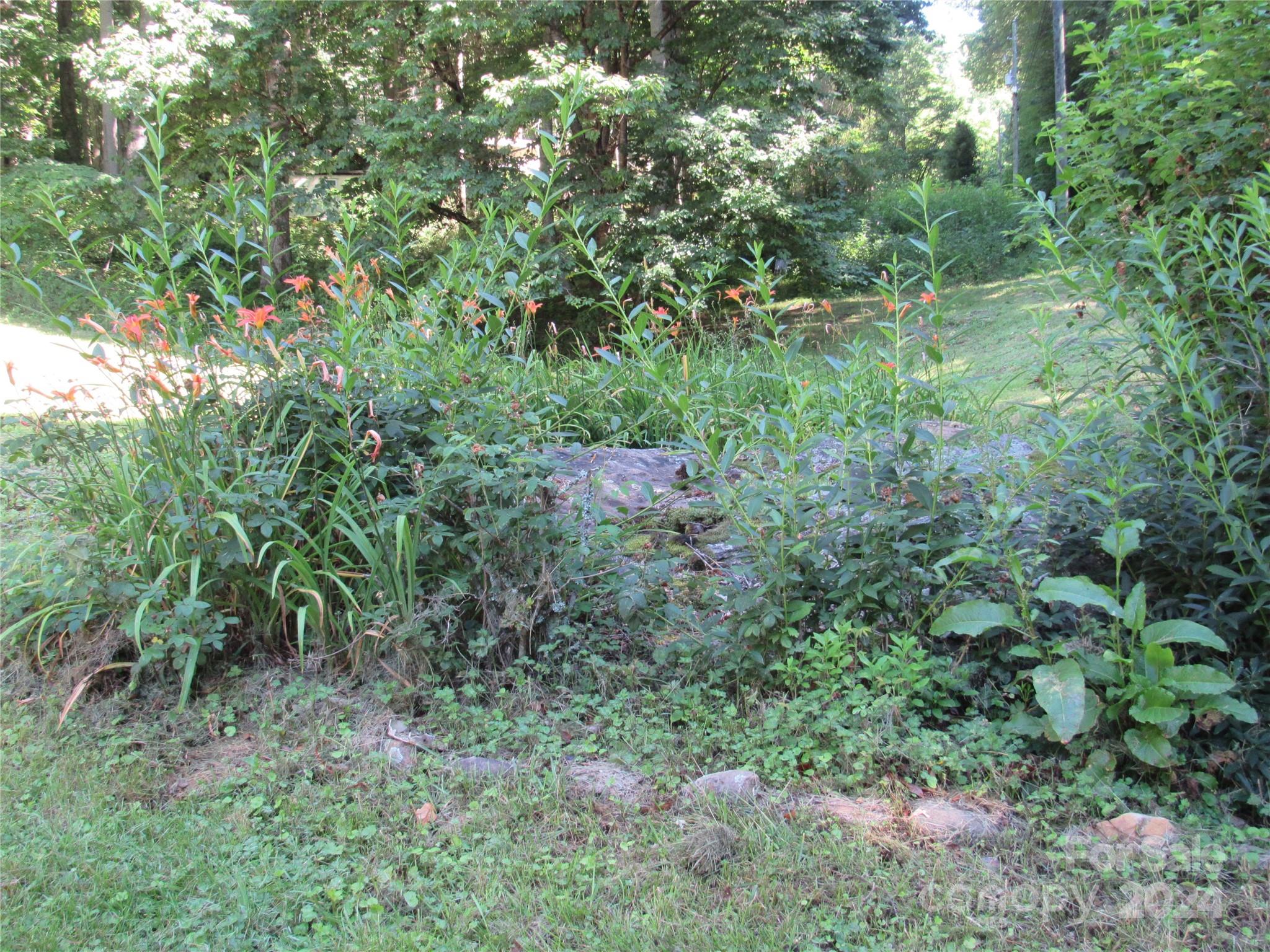 664 Woodfin Road Sylva, NC 28779 - Photo 14 of 34 a view of a lush green forest with lots of trees