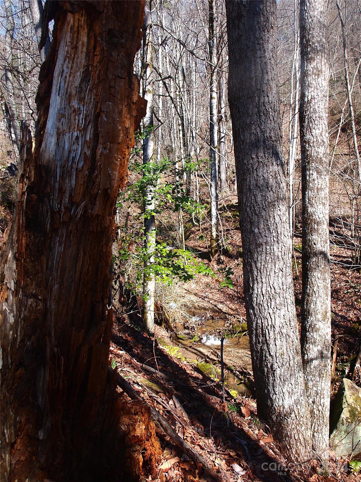 664 Woodfin Road Sylva, NC 28779 - Photo 28 of 34 a view of a yard with plants and large trees