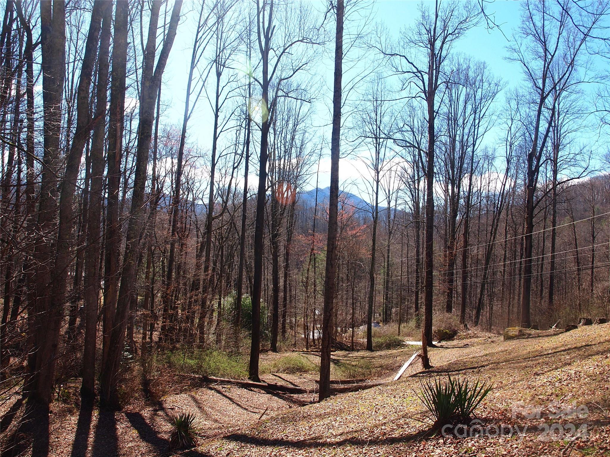 664 Woodfin Road Sylva, NC 28779 - Photo 33 of 34 a view of a backyard with palm trees