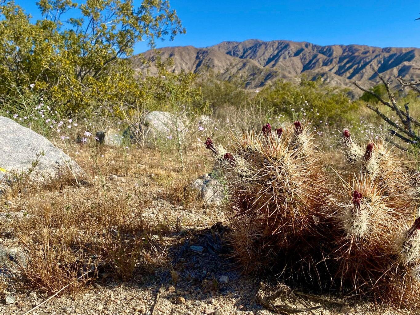 135 Bardell Road Morongo Valley, CA 92256 - Photo 16 of 29 a view of a tree
