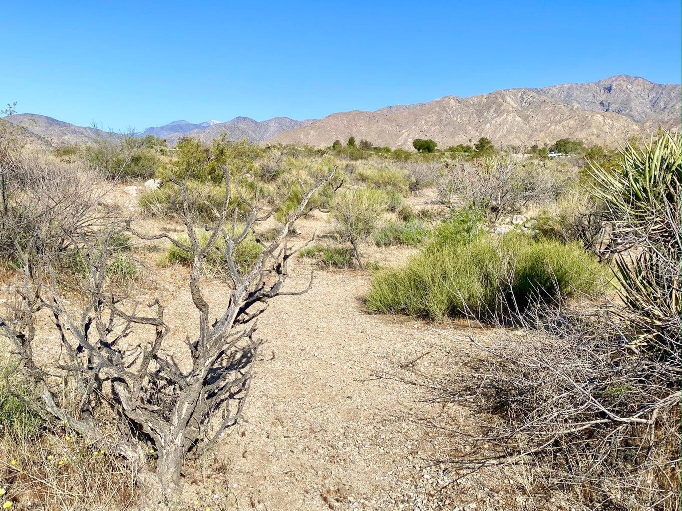 135 Bardell Road Morongo Valley, CA 92256 - Photo 3 of 29 a view of a dry yard with mountains in the background