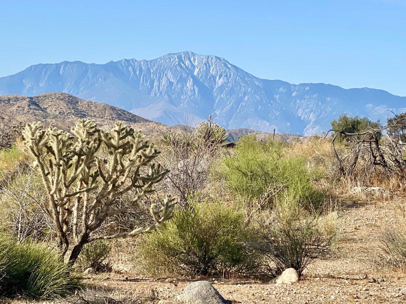 135 Bardell Road Morongo Valley, CA 92256 - Photo 7 of 29 a view of a backyard with plants and wooden fence