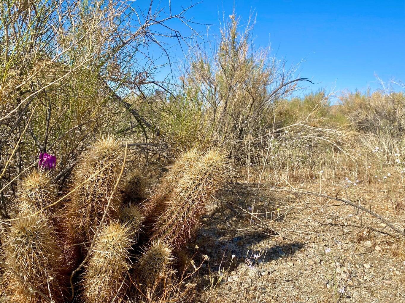 135 Bardell Road Morongo Valley, CA 92256 - Photo 8 of 29 a view of a yard