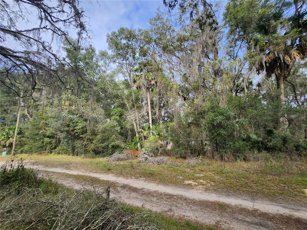Tbd Northeast 164th Place Citra, FL 32113 - Photo 4 of 6 a view of a yard with a tree