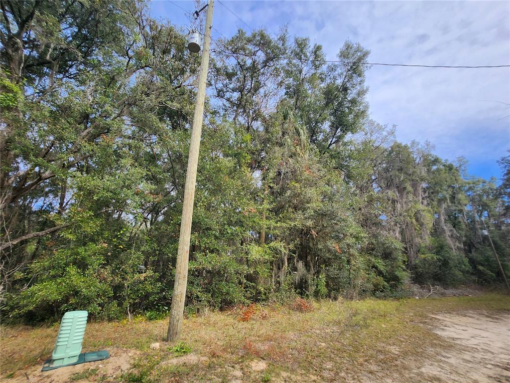 Tbd Northeast 164th Place Citra, FL 32113 - Photo 5 of 6 a view of a forest